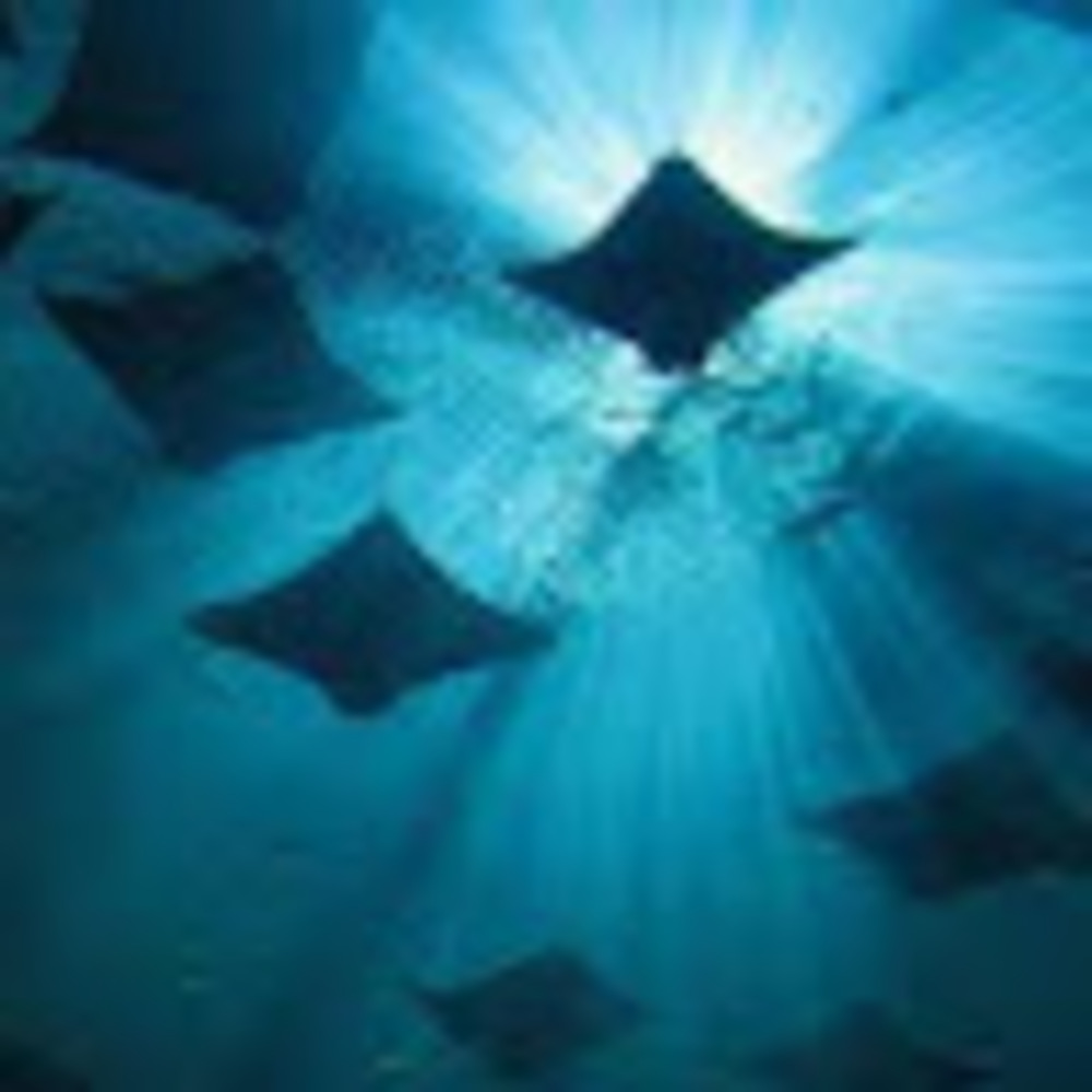 Meet your Posher, Clara